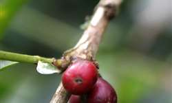 Colheita de café de El Salvador cai em 12% com relação à safra anterior