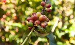 OIC prevê recuperação modesta na produção mundial de café nessa safra