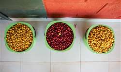Cooperativas da Colômbia compram 401 milhões de kg de café