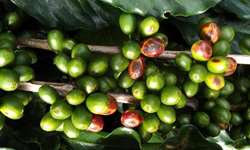 Cercospora precoce ataca frutos de café