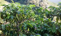Colheita de café na Indonésia deve cair em 20% por causa do El Niño