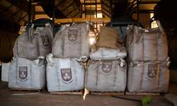 Estoques americanos de café verde têm alta de 33 mil sacas em fevereiro