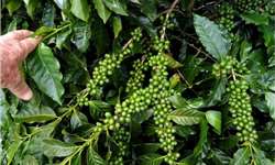 Floração e frutificação mais uniforme em cultivar de cafeeiros sabiá