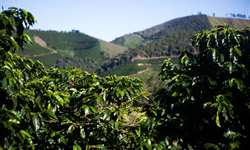 Região das Matas de Minas tem clima ideal para produção de café