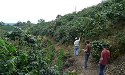 Cafeicultores da Etiópia tem rastreabilidade como promessa de melhores negócios
