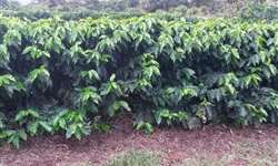 Em sistema de café orgânico a variedade resistente é muito importante