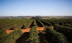 Uganda se inspira no Brasil para expandir produção de café