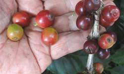 Irrigação deficitária pode causar redução no tamanho dos frutos do cafeeiro