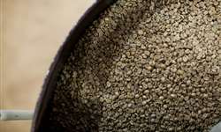 Tombo do café foi o menor entre as commodities agrícolas