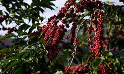 Escassez de conilon ameaça crescimento das exportações de café solúvel