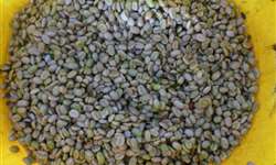 Exportações de café de Uganda podem ser menores que o previsto