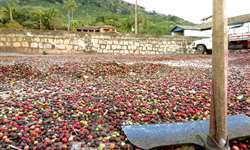 FAEMG: Falta de ação governamental desencadeou crise do café