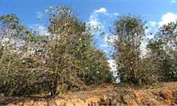 Desfolha acentuada e seca de ramos sinaliza baixa produção de café em 2017