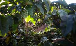 Produção de café de El Salvador deve aumentar por causa da renovação