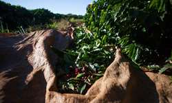 Boas práticas agronômicas ajudam a melhorar rentabilidade do café, diz FNC