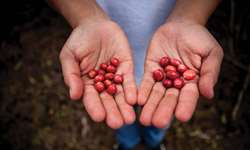 Cotação do café conilon no mercado interno bate os R$ 500 por saca