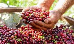 Cooperativa realiza Festa do Café Orgânico Fairtrade no Sul de Minas