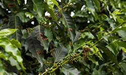 Produção de café da Colômbia cresce 3% nos últimos 12 meses