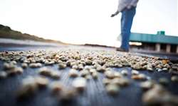 USDA eleva projeção de safra de café do Brasil na safra 2016