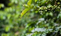 Exportações de café de Honduras crescem 326,9% em valor