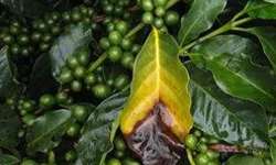 Correlação entre níveis de fósforo no solo em lavouras de café