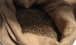 Produtores de café da Índia devem passar por períodos difíceis
