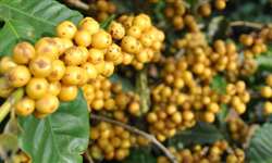 Novas cultivares de café são testadas no Cerrado Mineiro