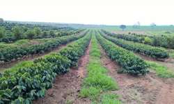 Consórcio irrigado aumenta em 60% a produtividade do café, diz estudo da Apta