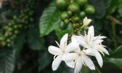 A evolução dos frutos de café da safra 2017 na região da Cooxupé
