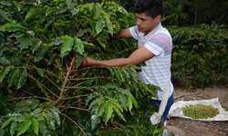 Mais de 10 tecnologias para incrementar a cafeicultura no Espírito Santo