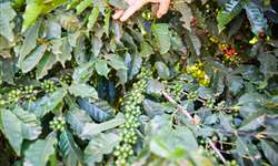 Ministério da Indonésia vai intensificar plantação de café