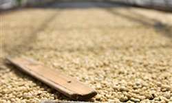 Produção de café da Colômbia aumenta 12% em janeiro