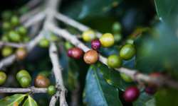 Em Honduras a seca afeta a colheita do café