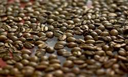 Safra de café do Peru deve chegar a 5,36 milhões de sacas em 2017