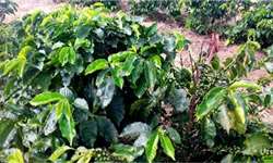Mancha aureolada em cafeeiros ataca mais plantas deficientes