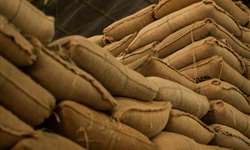 Green Coffee Association divulga alta de 66,6 mil sacas em seus estoques