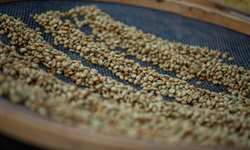 Exportações de café de Uganda aumentam