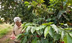 Cooperativa do Paraná tem incremento de 7% no recebimento de café