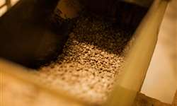 Exportações de café da Índia aumentam devido à recuperação de preço global