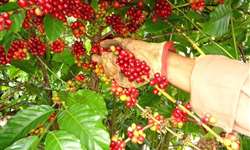Futuro da cafeicultura de Rondônia na qualidade e em novos mercados