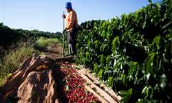 Funcafé 2017 disponibiliza R$ 4,890 bilhões para cafeicultura