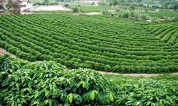 GEA auxilia cafeicultores na busca de rentabilidade e sustentabilidade