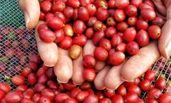Rentabilidade da produção de café anima produtores de Rondônia