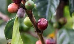 Produção de café colombiano aumenta 8% em março