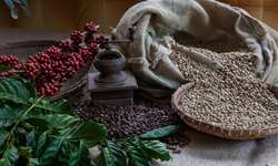 Forte queda nos preços de café da Índia preocupa setor