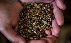 No ES, Alckmin firma parceria para pesquisar variedades de café resistentes à seca