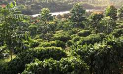Indicação Geográfica atesta qualidade do café na região da Serra da Mantiqueira