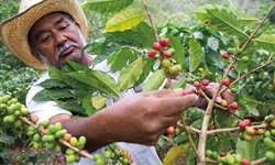 Acordos de fairtrade impulsionaram ganhos de produtores de café da África