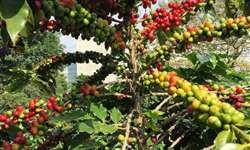 Companhia suíça aposta no cultivo de café com uma joint venture no Brasil