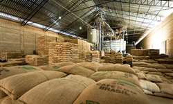 Exportação de café apresenta aumento de 9,9% em maio, diz Cecafé
